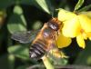 Megachile sp.